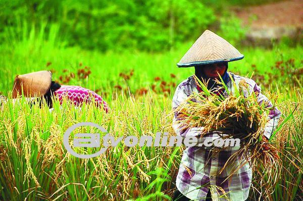 Anjloknya Daya Beli Petani: Kisah di Balik Penurunan NTP di Bulan Mei 2024
