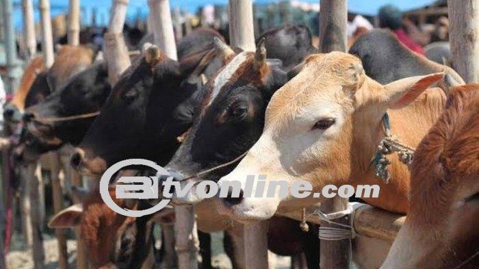 Viral! ASN Bandung Wajib Patungan Hewan Kurban Rp500 Ribu atau Dianggap Berutang?