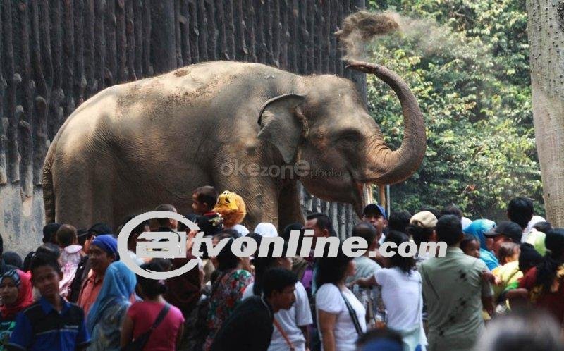 Taman Margasatwa Ragunan Ramai Dikunjungi Saat Libur Idul Adha 2024