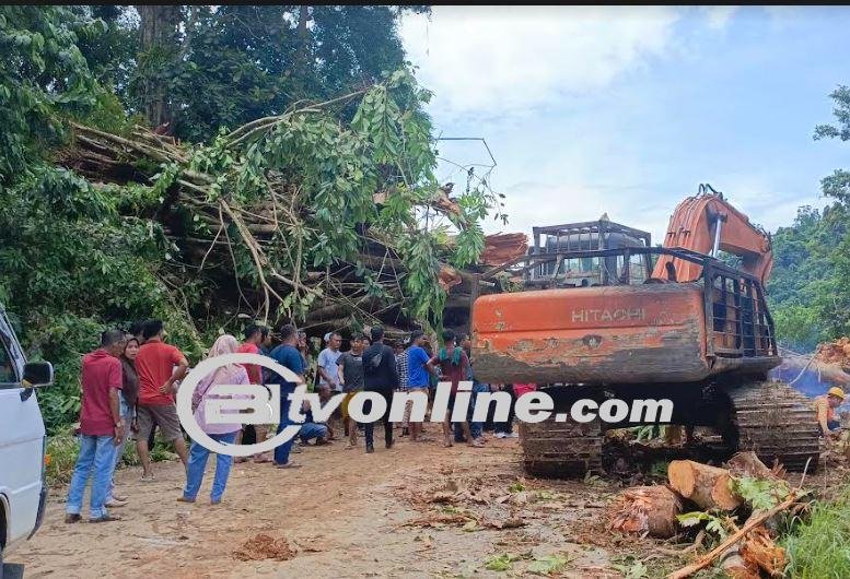 Pohon Besar Tumbang, Jalimsum di Sikumbu Madina Lumpuh Total