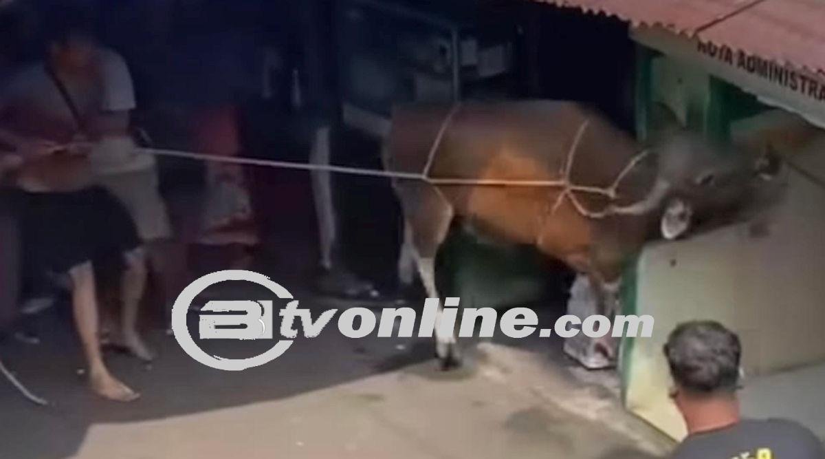 Ragam Tingkah Hewan Kurban Idul Adha 2024, Sapi Tabrak Pagar Hingga Ojol Antar Kambing