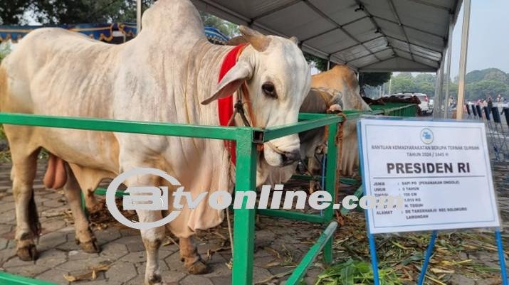 Sapi Kurban Jokowi ‘Mbrebes Mili’: Mengungkap Makna Nama yang Mengharukan di Surabaya?