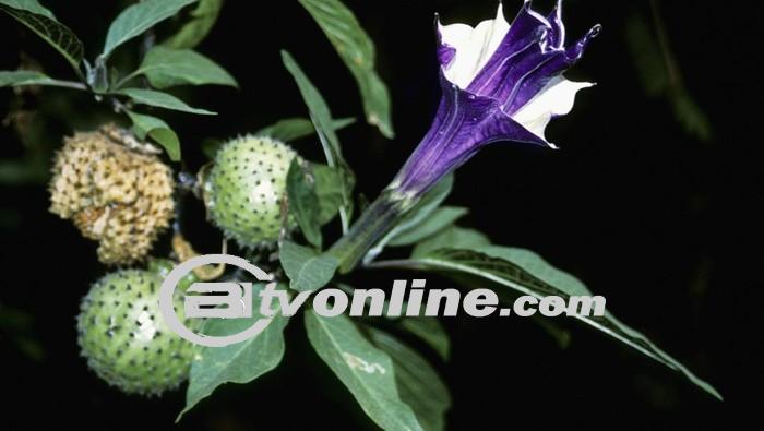 Tanaman Kecubung Dicabut dan Dibakar di Kalsel: Ancaman Bahaya dan Langkah Tegas Polisi