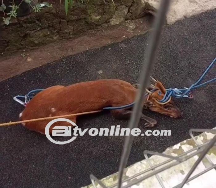 Heboh! Seekor Rusa Muncul di Pemukiman Warga di Cianjur