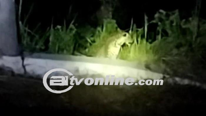 Kehebohan: Macan Tutul Jawa Muncul di Kuningan Jabar, Hampir Serang Warga!