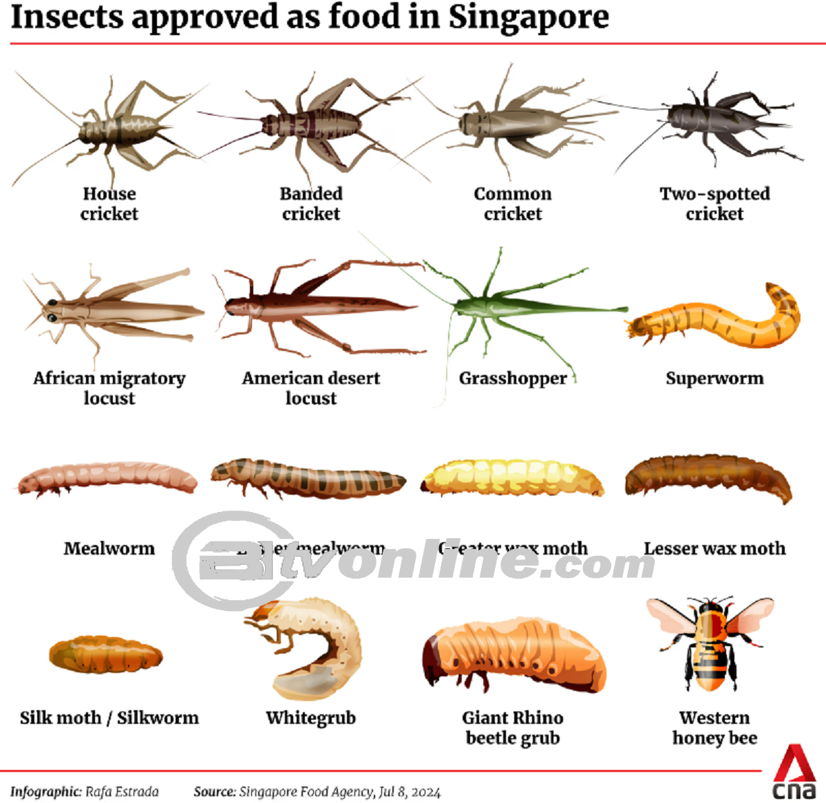 Pemerintah Singapura Izinkan 16 Serangga Ini Dikonsumsi Manusia?!