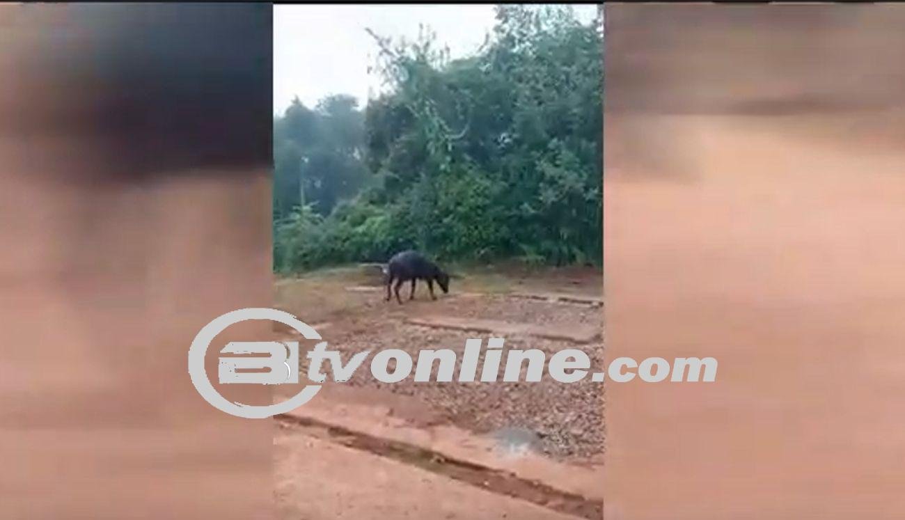 Munculnya Anoa di Kawasan Tambang PT SCM: Keindahan Alam yang Terancam