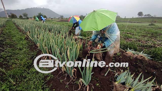 Kenaikan Nilai Tukar Petani di Sulawesi Utara Dipengaruhi Peningkatan Sub-sektor Hortikultura