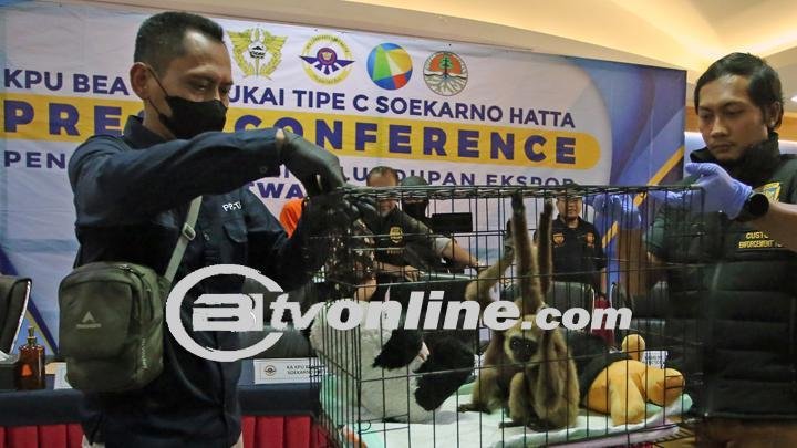 Bea Cukai Soekarno-Hatta, BKSDA Jakarta, dan Balai Karantina Gagalkan Penyelundupan Primata Langka!