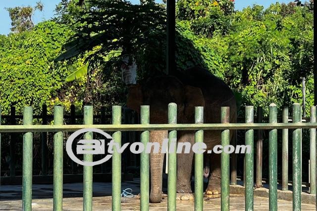 Dikonfirmasi Hari Ini! Pawang Gajah Bali Safari Komang Resi Yasa Tewas Diseruduk Gajah!