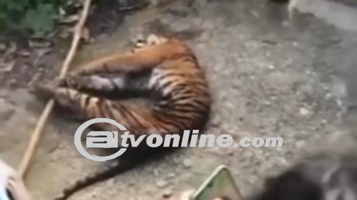 Harimau Sumatera Tewas Terjerat Perangkap Babi Hutan di Mandailing Natal
