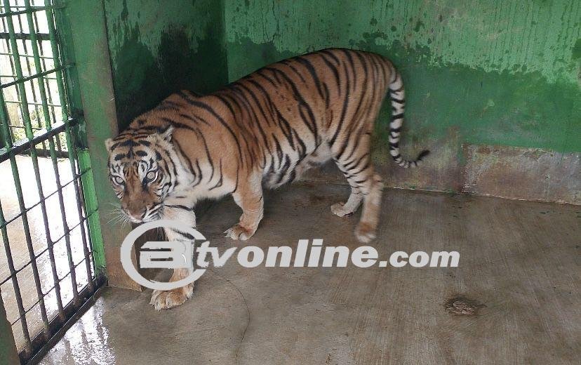 Harimau Sumatera Betina, Si Manis, Meninggal di Medan Zoo