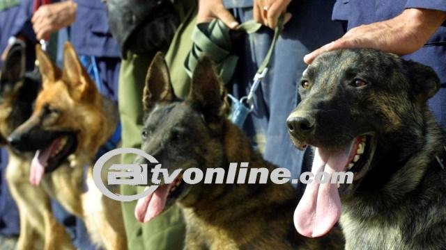 Wanita di Semarang Terluka Parah Setelah Digigit Secara Brutal Oleh Anjing Jenis German Shepherd!