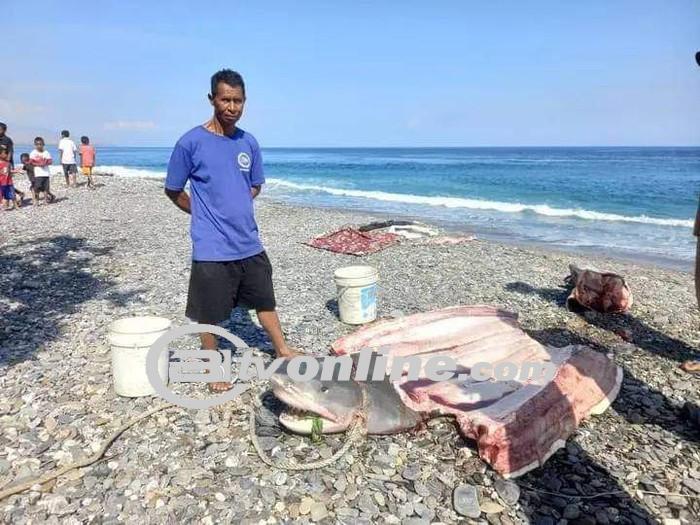 Turis Amerika Serikat Dinyatakan Hilang di Laut Maluku, Potongan Tubuh Ditemukan di Dalam Hiu!