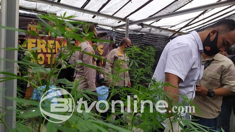 Polisi Gerebek Rumah di Cengkareng, Temukan Puluhan Pot Tanaman Ganja, Pria AJ Ditangkap