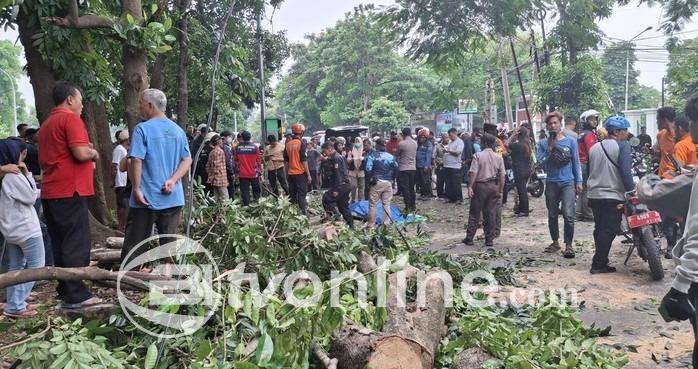 Satu Orang Tewas Akibat Dahan Pohon Angsana Patah di Bogor