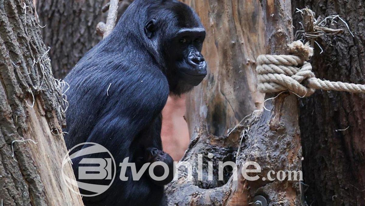 Gorila Muda Eyare Tewas di Kebun Binatang Calgary Akibat Kesalahan Staf, Pihak Kebun Binatang Janji Tindakan Pencegahan