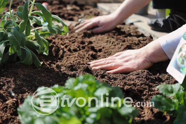 FAO: Salinitas Tanah Mengancam Produksi Pangan Global, 1,4 Miliar Hektare Terkena Dampak