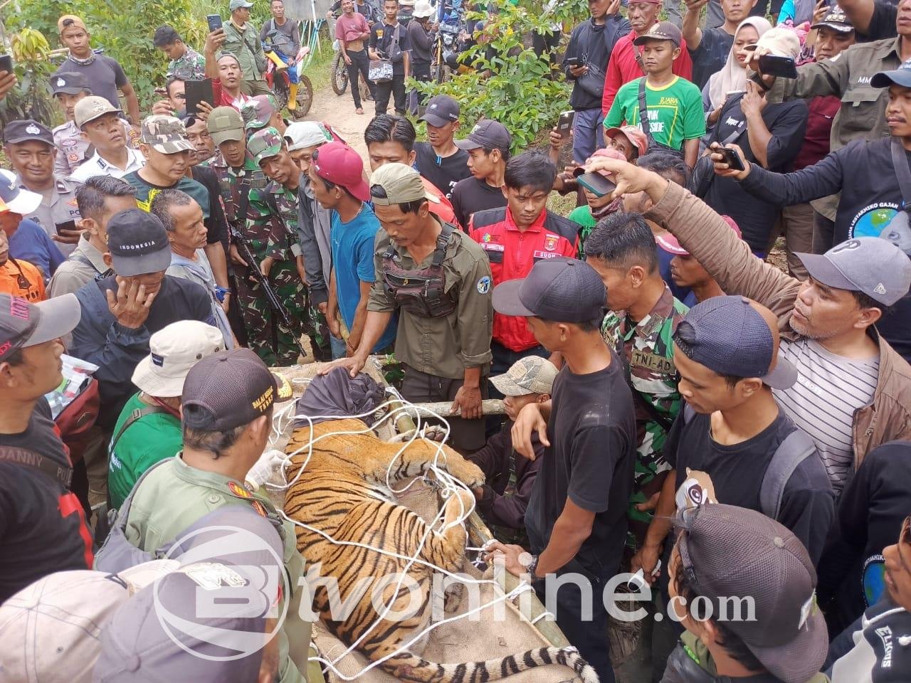 Harimau Sumatera Dievakuasi di Lampung Barat, Proses Tandu 2 Kilometer untuk Dibawa ke Lembaga Konservasi