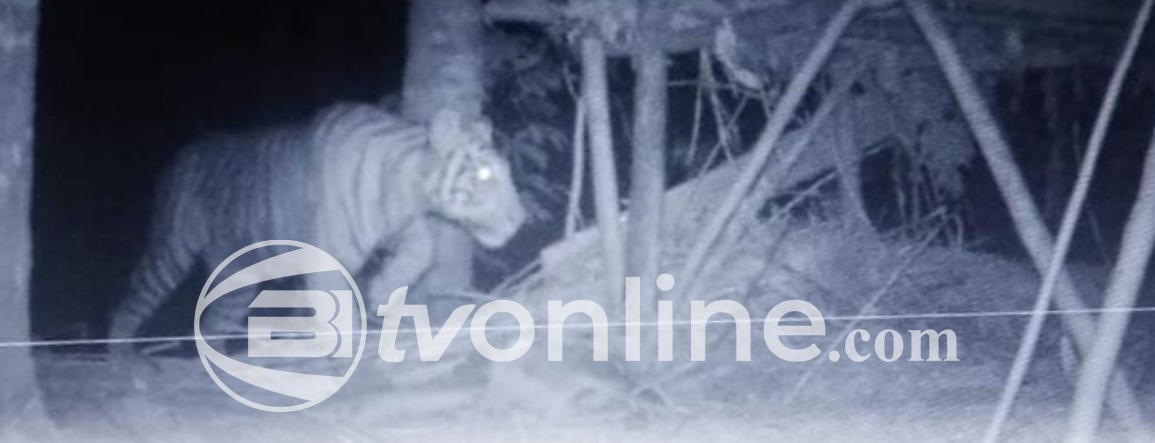 Harimau Sumatera Terkam Kambing di Lampung, Balai TNBBS Imbau Warga Waspada