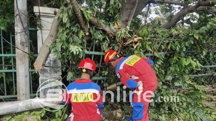Pohon Kapuk Randu Tumbang Timpa Rumah Warga di Ciracas, Kerugian Capai Rp 20 Juta