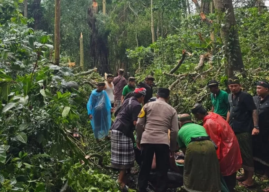 Tragedi Pohon Tumbang di Monkey Forest Ubud: Dua Wisatawan Asing Tewas, Satu Luka