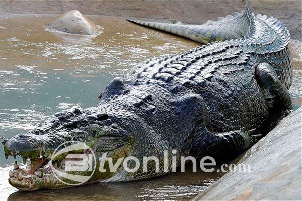 Wanita Tewas Diterkam Buaya 3 Meter di Perkebunan Sawit Ketapang, Kalbar
