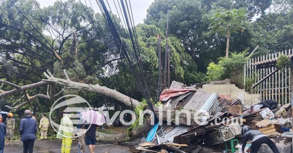 Pohon Tumbang di Jalan Ciumbuleuit Bandung Timbulkan Kerusakan dan Luka pada Bocah