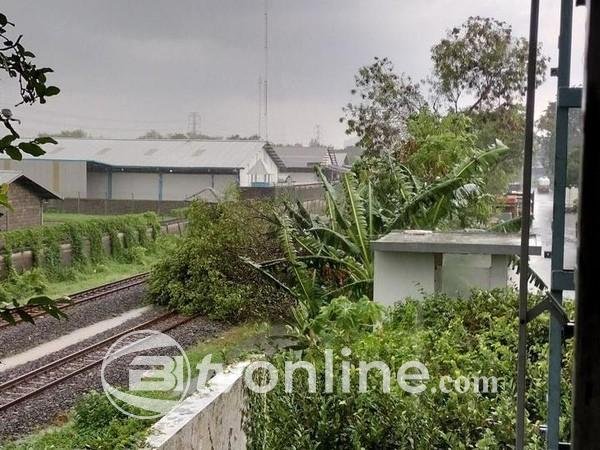 Pohon Tumbang Ganggu Perjalanan Kereta Api di Banyumas dan Cilacap, KAI Minta Maaf