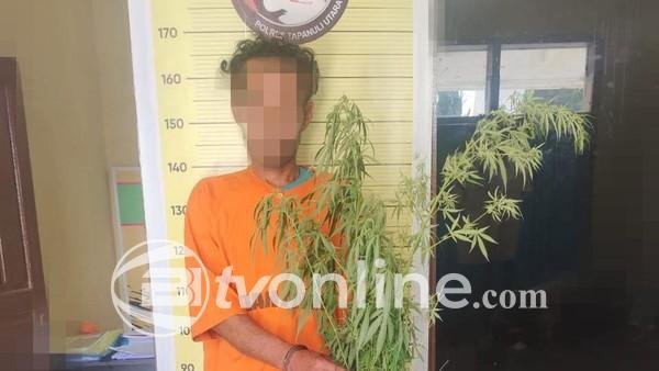 Pria di Tapanuli Utara Ditangkap Polisi setelah Tanam 15 Pohon Ganja di Belakang Rumah