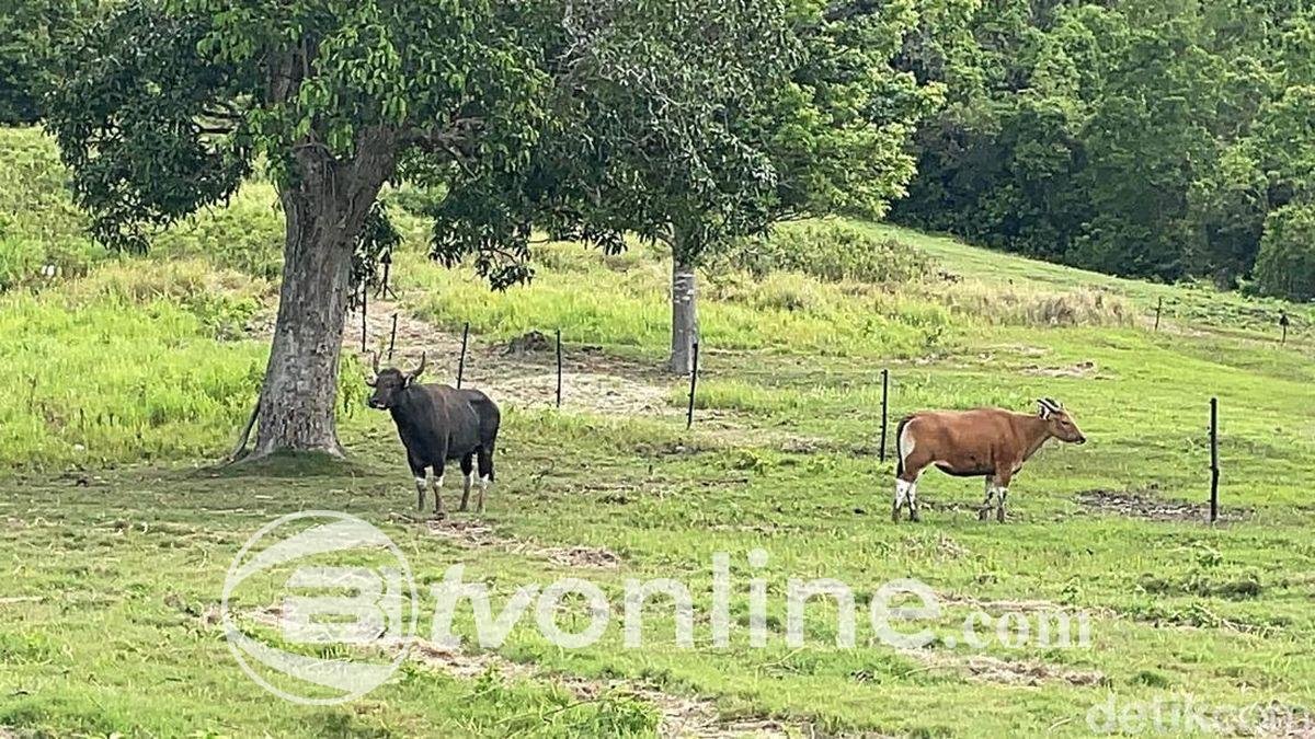 Kemenhut Lepasliarkan Empat Banteng Jawa untuk Pemulihan Populasi di Cagar Alam Pangandaran