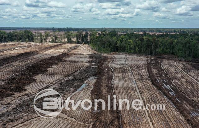 Presiden Prabowo Tugaskan Sumitomo Forestry Pulihkan Lahan Bekas Food Estate