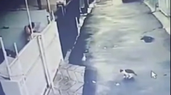 Pria di Kelapa Gading Tembak Mati Kucing karena Kesal Mobil Lecet