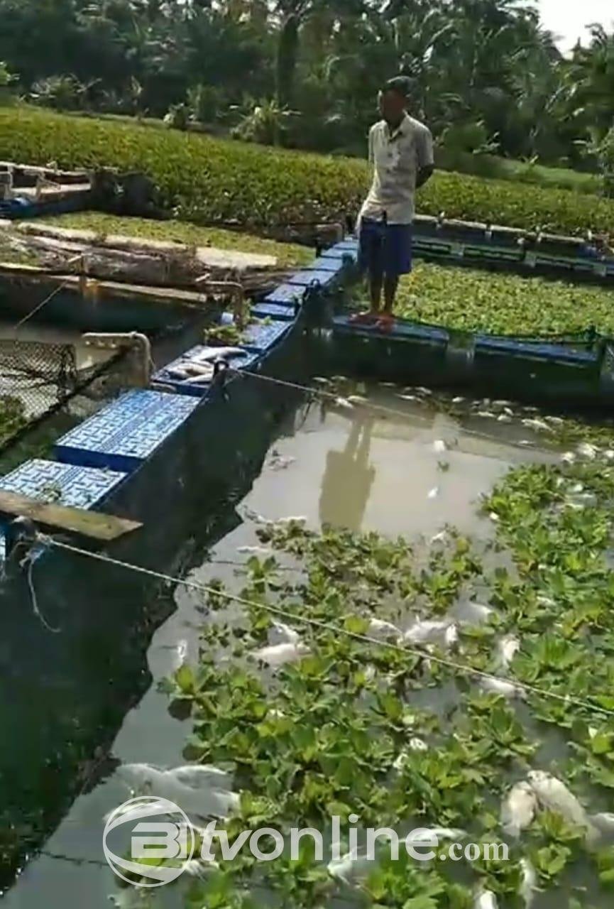 Limbah PKS PTPN IV Jebol Ribuan Ikan Mati, DLH Batu Bara Tunggu Hasil Lab DLHK Provinsi Sumut