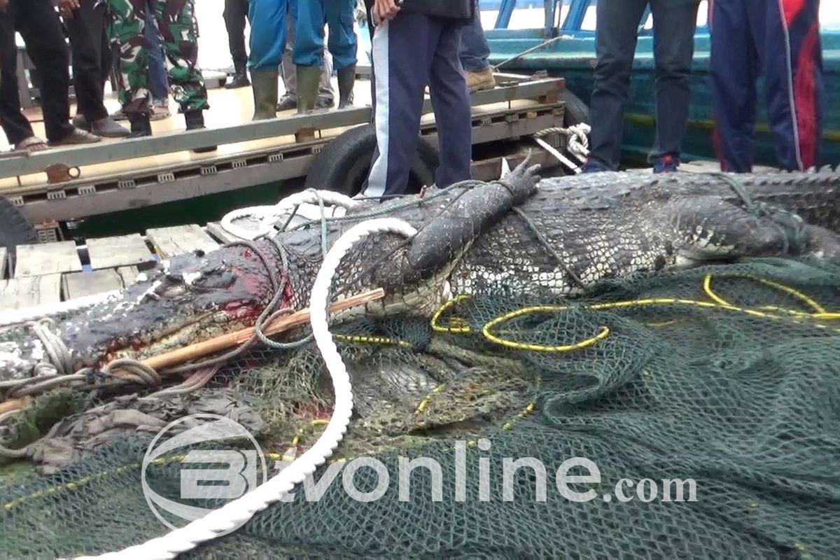 Klaim Polisi Diragukan, Nelayan Pulau Buluh Sebut Lebih dari Lima Buaya Lepas dari Penangkaran