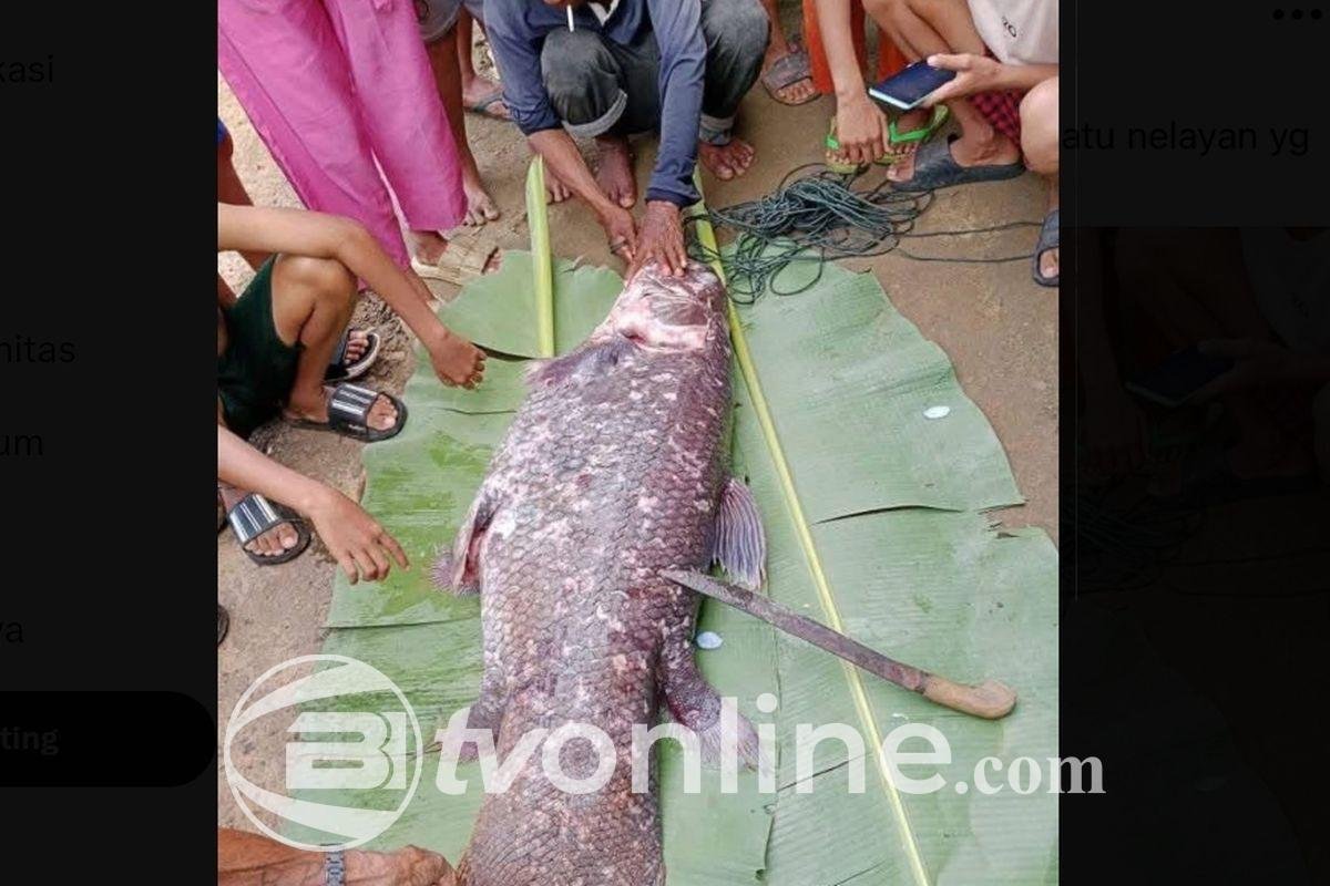 Nelayan di Gorontalo Temukan Ikan Purba Coelacanth, Spesies Langka yang Dilindungi