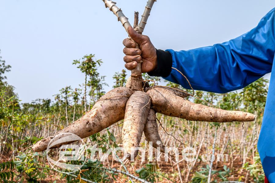 Pemerintah Perketat Impor Singkong, Kementan Terapkan Harga Tertinggi Rp 1.350 per Kg untuk Industri