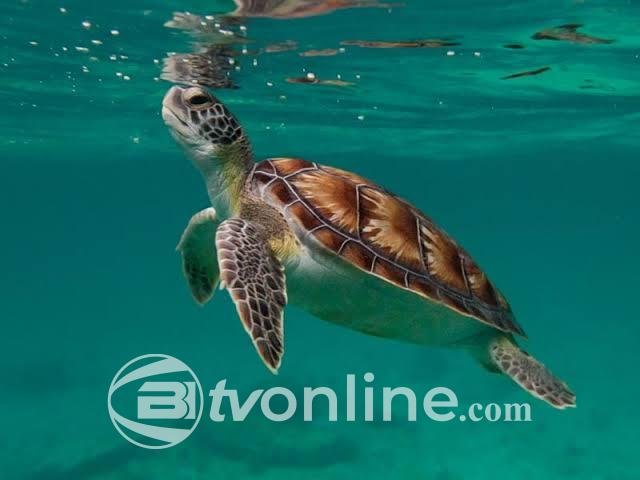 Polisi Selidiki Penyulundupan 22 Ekor Penyu Hijau di Buleleng, Bali, Saksi Terus Diperiksa