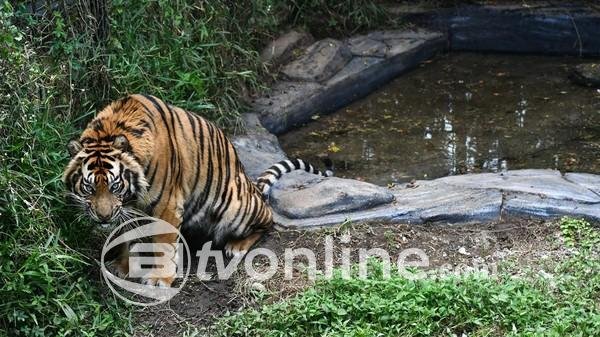 Forum Harimau Kita Catat 1.061 Insiden Konflik Manusia-Harimau di Sumatera, Edukasi Dinilai Kunci Penyelesaian
