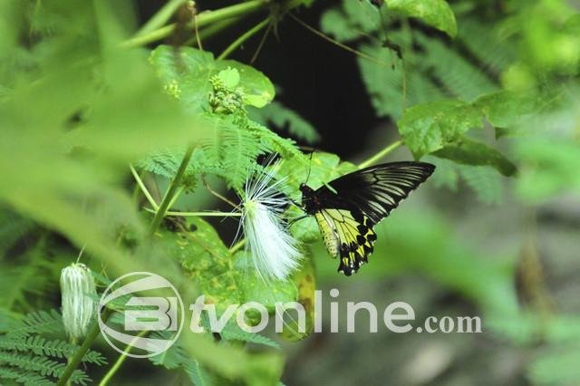 Dua Jenis Kupu-Kupu Raja Dilindungi Ditemukan di Pegunungan Sanggabuana Karawang