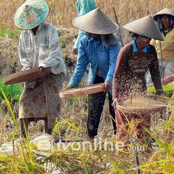 Pemerintah Jamin Serapan Gabah dan Jagung Petani, Bulog Diberi Tugas Menyerap Seluruh Hasil Panen