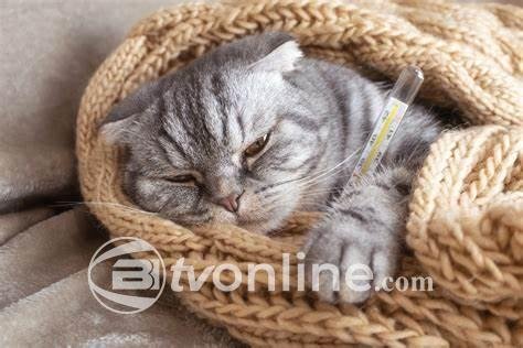 Mutasi Virus Flu Burung pada Kucing di AS Picu Kekhawatiran, Makanan Hewan Jadi Sumber Penularan