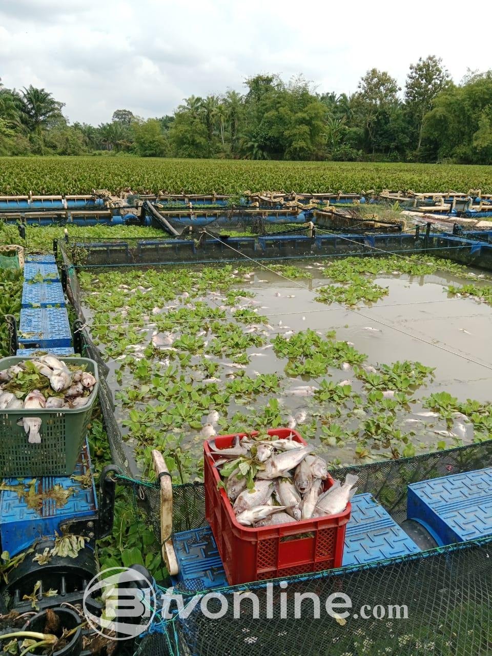 Limbah Pabrik PKS Gunung Bayu Diduga Sebabkan Kematian Massal Ikan Nila di Kerambah Jaring Apung, Dusun X Desa Mangkai Lama
