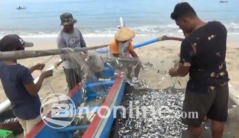 Fenomena Tahunan: Ribuan Ikan Terdampar di Pantai Jimbaran Bali, Warga Heboh