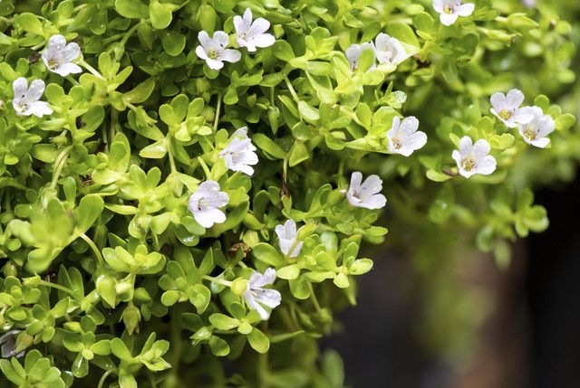 Bacopa: Tanaman Herbal yang Viral karena Dikenal Bisa Meningkatkan Kemampuan Memori dan Kognisi
