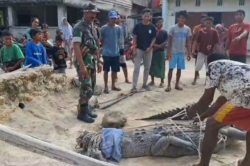 Warga Muna Barat Tangkap Buaya Muara 3,6 Meter yang Teror Permukiman