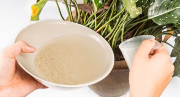 Air Cucian Beras Bisa Jadi Pupuk Alami, Begini Cara Menggunakannya