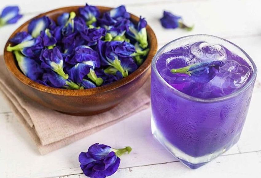 Khasiat Teh Bunga Telang untuk Kesehatan: Manfaat dan Efek Positif bagi Tubuh