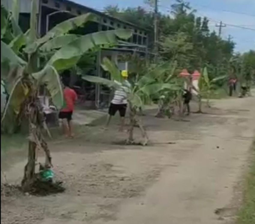 Warga Tanam Pohon Pisang di Jalan Rusak Sebagai Bentuk Protes di Desa Karangjati, Cilacap