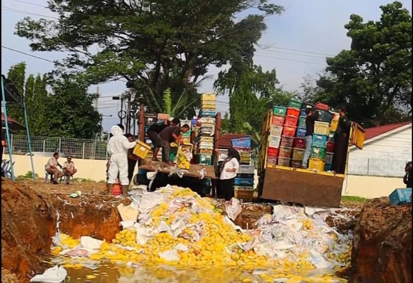 Karantina Sumut Musnahkan 12 Ton Mangga Ilegal Asal Thailand